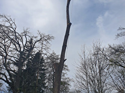Kácení dřevin