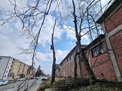 kácení aleje UP Olomouc