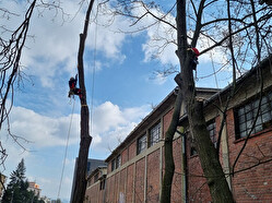kácení aleje UP Olomouc